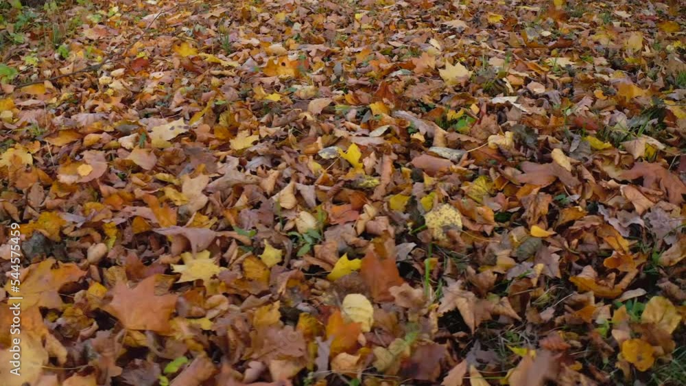 Yellow autumn leaves that have fallen to the ground are blown by the wind. Yellow autumn leaves that have fallen to the ground are blown by the wind.