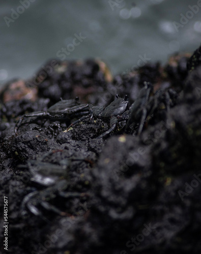 close up of crab