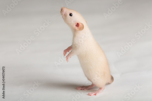 curious baby rat