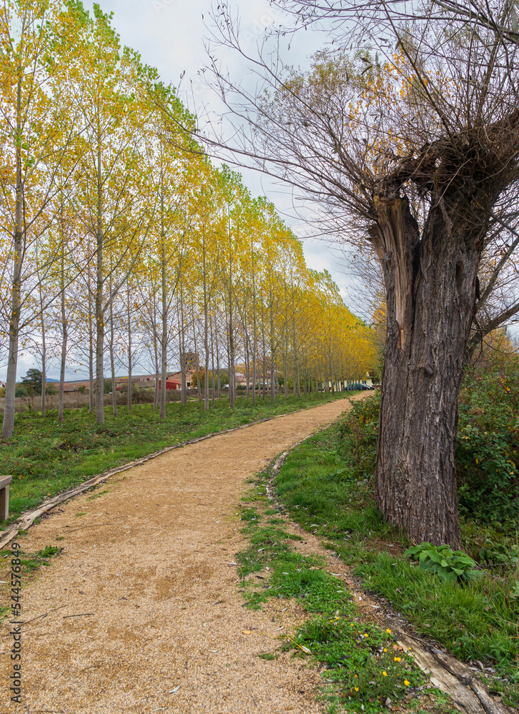 Brown dirt path going to a village in Autumn with yellow trees on the left side and a dry trunk tree on the right side.