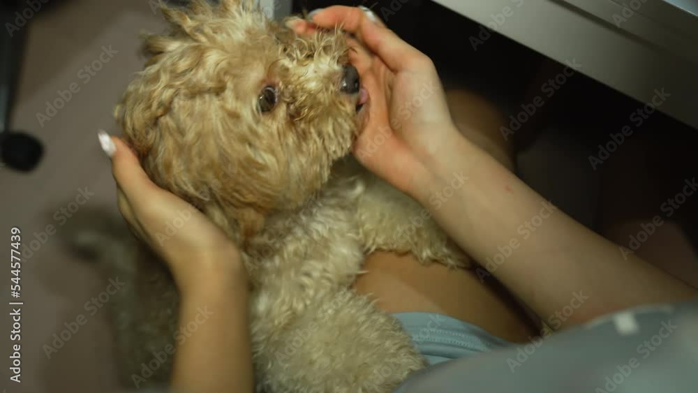 Dog feels comfortable being licking his master's hand. pet concept. Dog feels comfortable being licking his master's hand. pet concept.