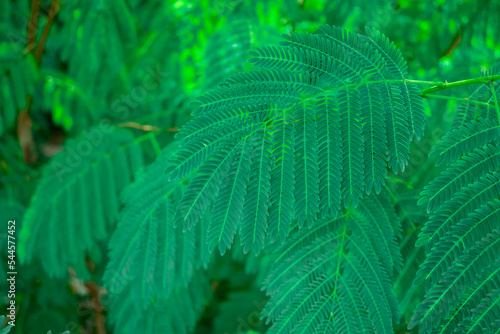 Image of green seeds of acacia farnesiana tree growing in nature environment for food photo