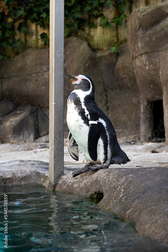 Magellanic penguin