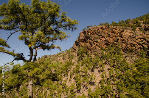 Forest of Canary Island pine Pinus canariensis and Risco Colorado. Integral Natural Reserve of Inagua. Tejeda. Gran Canaria. Canary Islands. Spain.