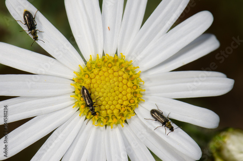 Beetles on a flower of Argyranthemum adauctum canariense. Integral Natural Reserve of Inagua. Gran Canaria. Canary Islands. Spain. photo