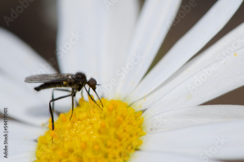 Fly feeding on a flower of Argyranthemum adauctum canariense. Integral Natural Reserve of Inagua. Gran Canaria. Canary Islands. Spain. photo