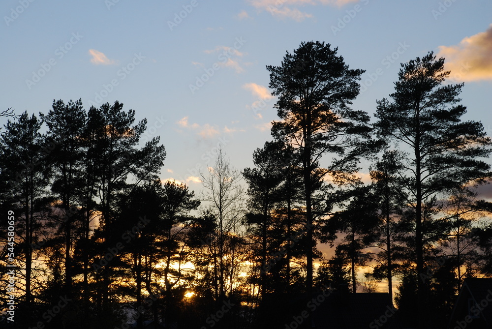 Bright sunset through the branches of trees. Autumn evening the sun sets over the horizon, illuminating the surroundings with oblique rays. They shine through the trunks and branches of growing trees.