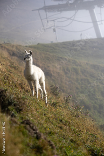 Lama montagne