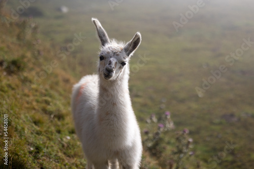 Lama montagne