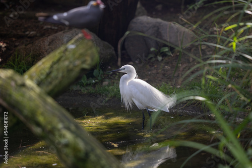 oiseau afrique