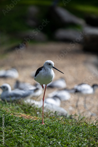 Oiseau