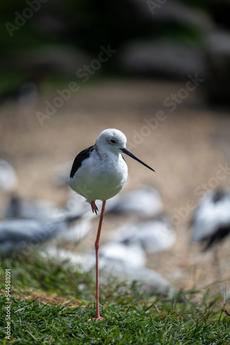 oiseau blanc