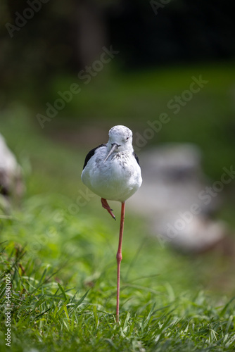 oiseau longue patte