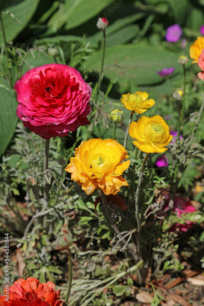 Red and yellow Persian Buttercup flowers, Sydney New South Wales Australia
Red and yellow Persian Buttercup flowers, Sydney New South Wales Australia
