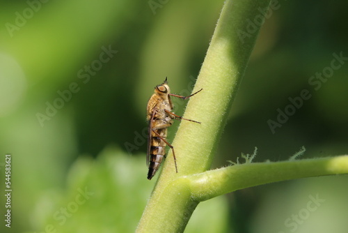 Mordfliege sonnt sich