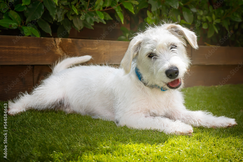 Six month old White Jackapoo puppy - a cross between a Jack Russell and a Poodle - head tilt and happy face