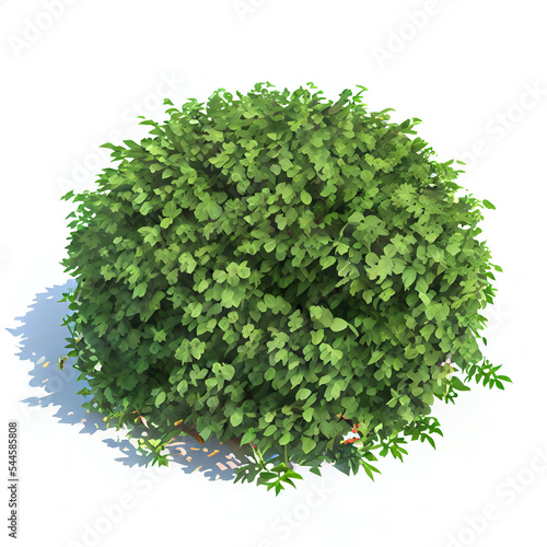Green round bush isolated on white background