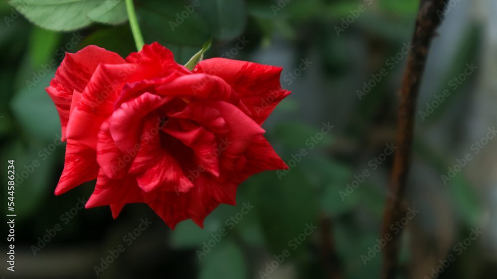 red poppy flower