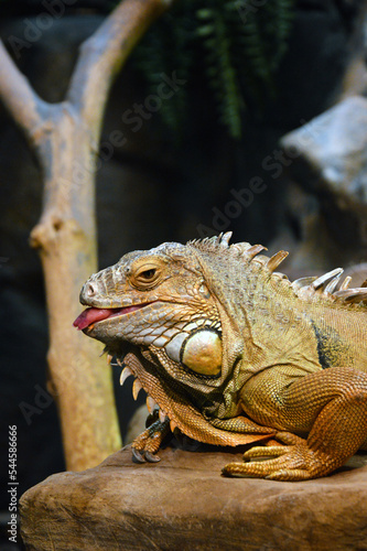 Common iguana in its habitat sticking its tongue out. 