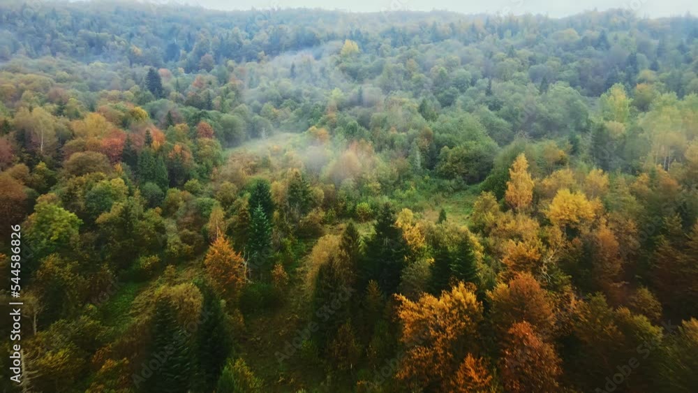 Drone shot of autumn foggy forest in the morning mist Drone shot of autumn foggy forest in the morning mist