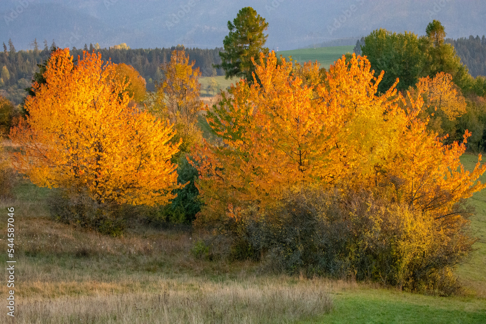 autumn landscape with trees autumn landscape with trees