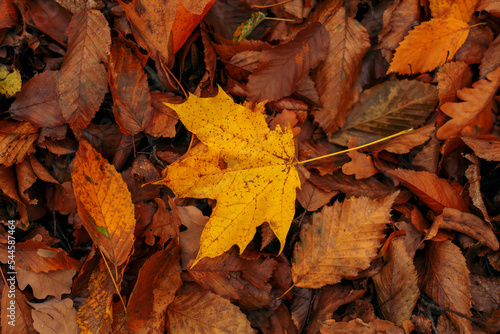 Background of yellow autumn leaves