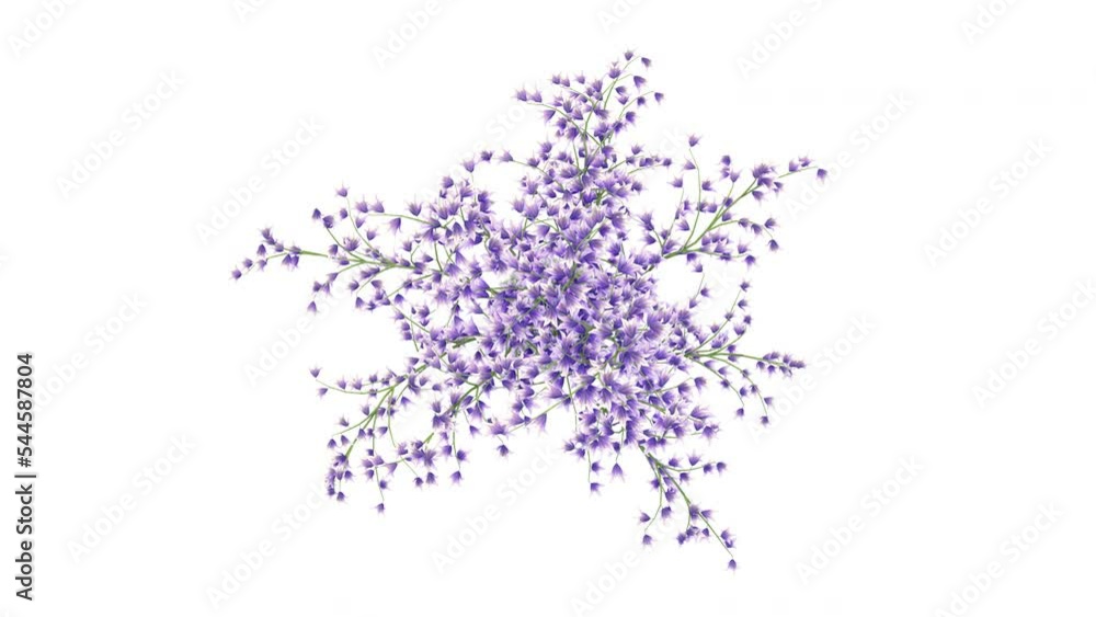 Campanula flower on a white background 3D animation, Flowering shrubs animate in the wind on white background with alpha matt 3D virtual tree. Separated with alpha channels. Top View Camera