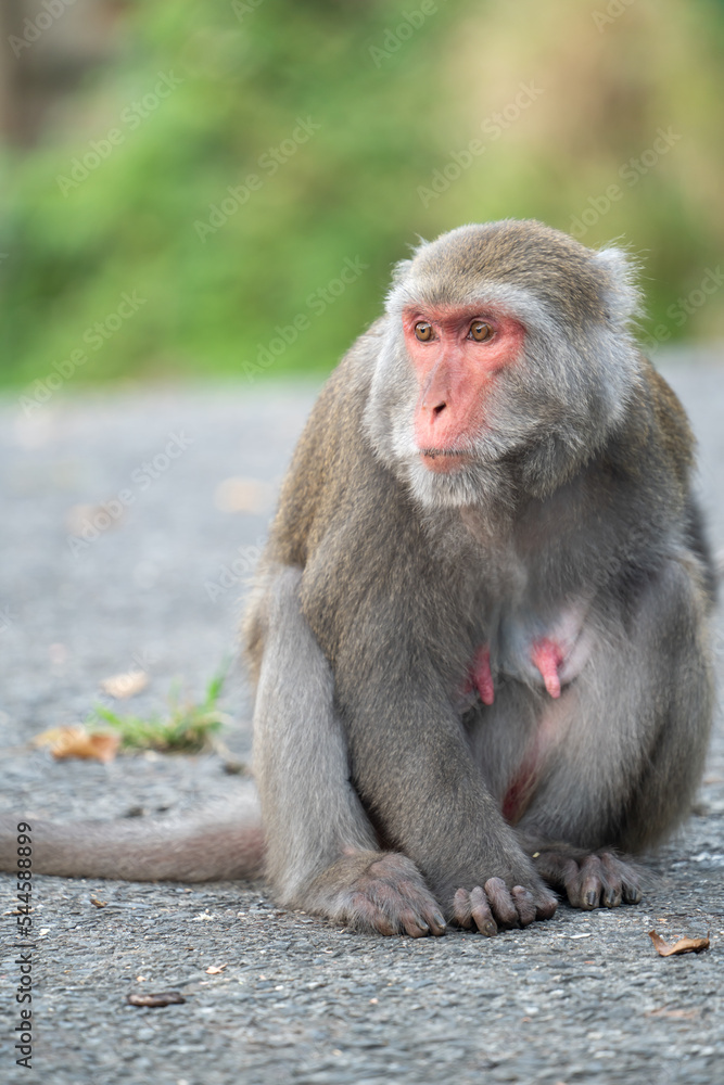 Formosan macaque, Formosan rock monkey also named Taiwanese macaque in the wild.