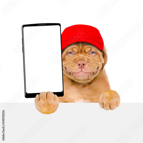 Smiling puppy wearing red cap holds big smartphone with white blank screen in it paw, showing close to camera above white banner. Empty free space for mock up, banner