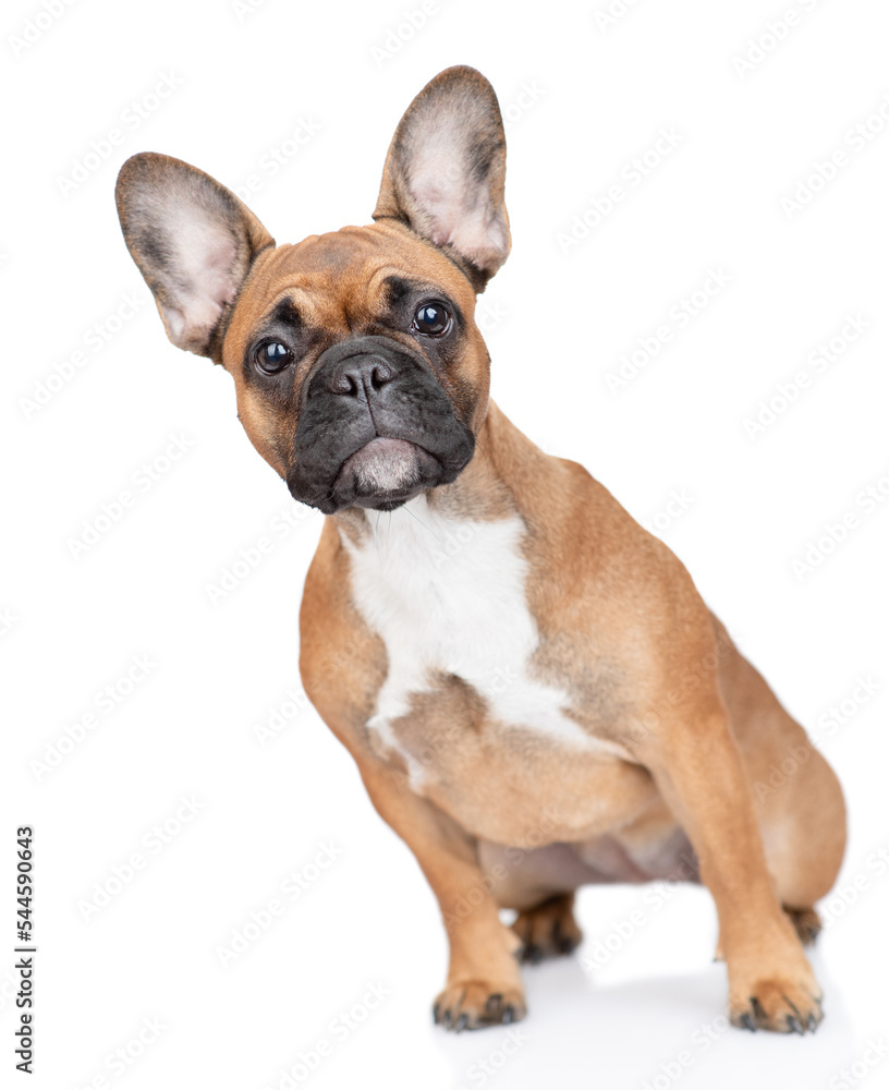 Curious French Bulldog puppy sits in  front view. Isolated on white background