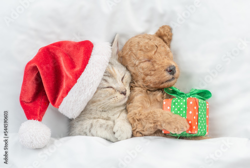 Cute tiny Toy Poodle puppy and tabby kitten wearing red santa hat sleep together under white warm blanket on a bed at home. Top down view