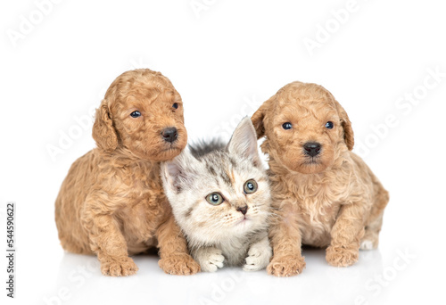 Tiny Toy Poodle puppies and tabby kitten lying together. isolated on white background © Ermolaev Alexandr