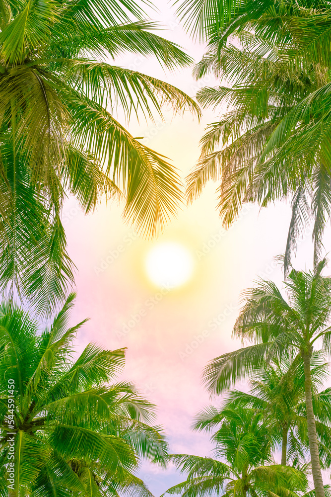 fluffy green tops of palm trees against the sky. Tropical vertical background for text