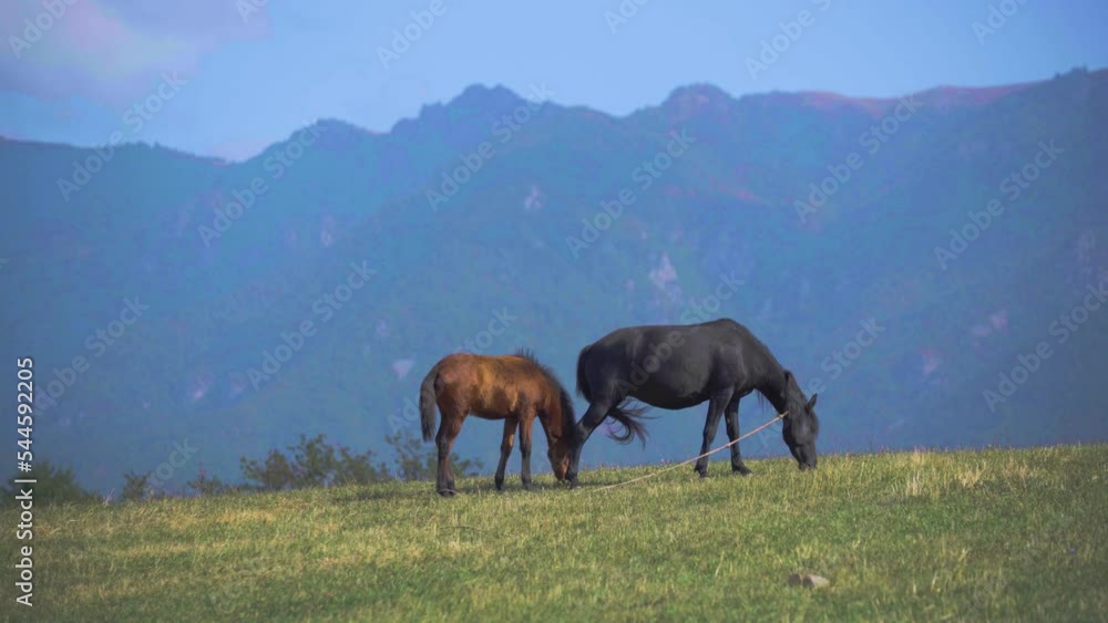 horses in the meadow. Wild animals in nature. Horses on grass. Two horses on mountains background. grazing horses on a green meadow. Horses grazes and eats grass in the field. horses in the meadow. Wild animals in nature. Horses on grass. Two horses on mountains background. grazing horses on a green meadow. Horses grazes and eats grass in the field.