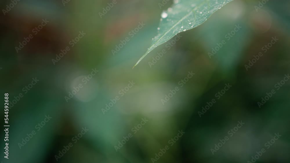 Water drop falling from fresh green leaf in slow motion. Macro drip. Clean and fresh concept. Water drop falling from fresh green leaf in slow motion. Macro drip. Clean and fresh concept.