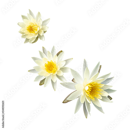 three waterlilies flowers isolated on transparent background
