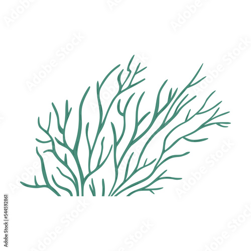 Hand drawn seaweed or coral reef element, cartoon flat vector illustration isolated on white background. Green plant with leaves. Sea bottom drawing.