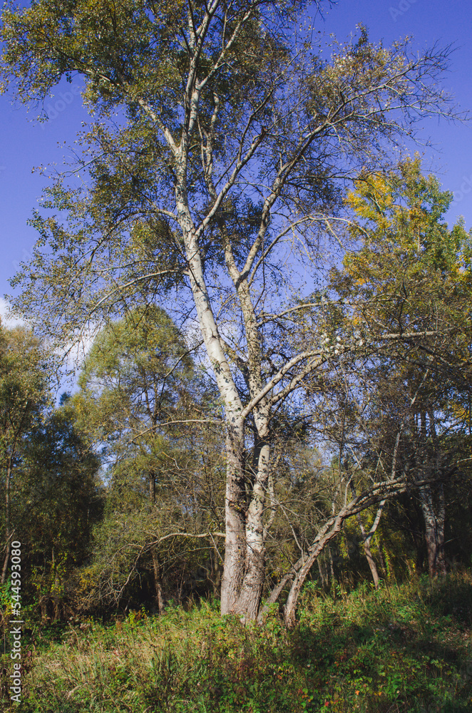 forest grove of Populus tremula, called as common aspen forest grove of Populus tremula, called as common aspen