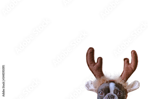 New year and Christmas concept with Boston terrier dog wearing reindeer antlers headband in solid white background
