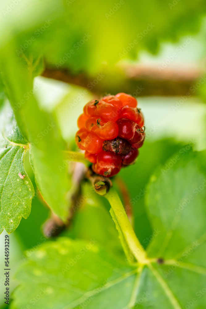 Rubus idaeus pertenece a la familia Rosaceae. Rubus idaeus pertenece a la familia Rosaceae.