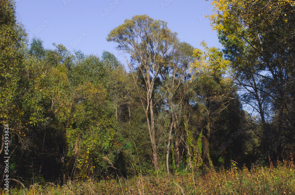Fototapeta premium forest grove of Populus tremula, called as common aspen