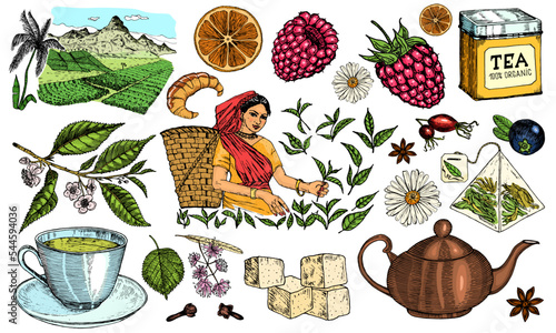 Herbal Tea bag brewing cooking directions. Teapot, cup, sugar, plants, landscape, raspberries, croissant, lemon, chamomile. The woman is harvesting. Ingredients for shop frame. Engraved style.