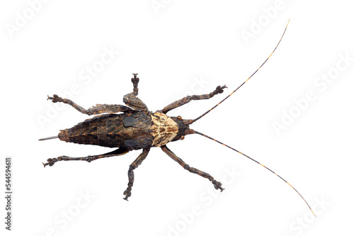 Brown grasshopper isolated on a white background