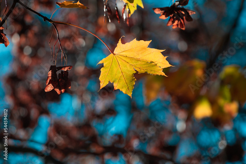 Yellow autumn leaves and black trunks against a blue sky.