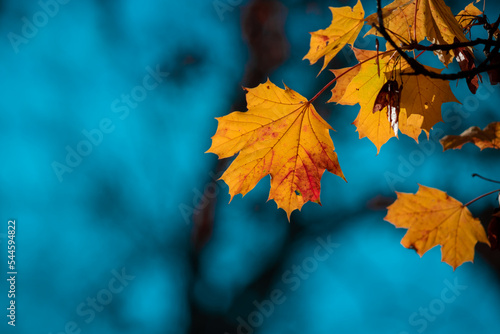 Autumn landscape. Maple tree.  Yellow autumn leaves and black trunks against ...