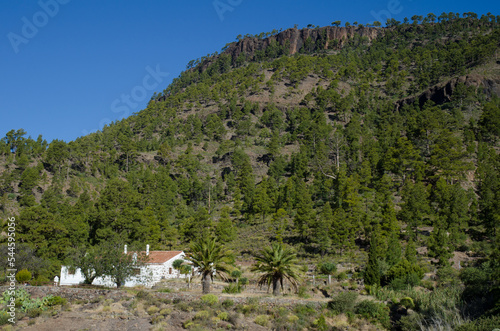 Forest of Canary Island pine Pinus canariensis. Ojeda Mountain and Forest House of Ojeda. Inagua. Mogan. Gran Canaria. Canary Islands. Spain. photo