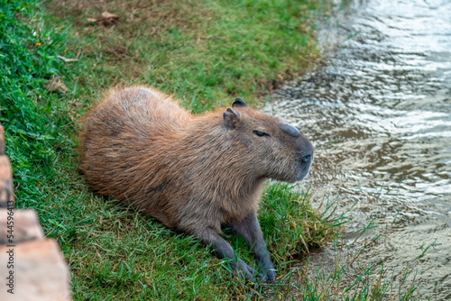 The largest rodent in the world Capybara in a city by the river
