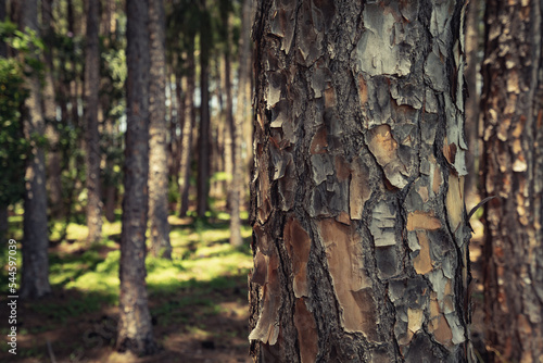 Closeup of a pine tree trunk