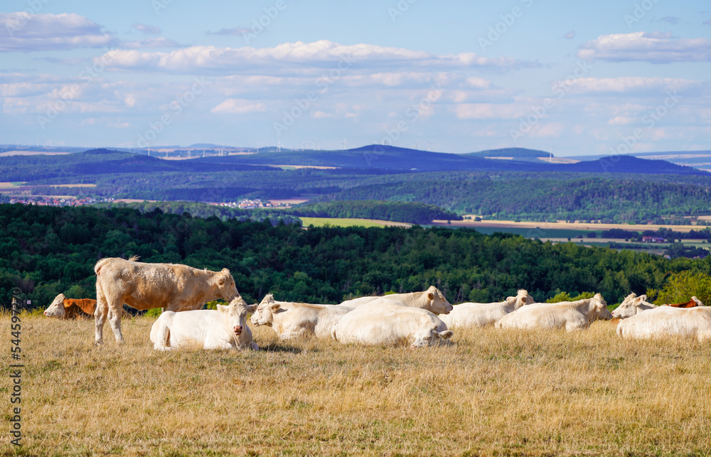 Grazing cattle in the Dörnberg nature reserve. Landscape near Kassel.
