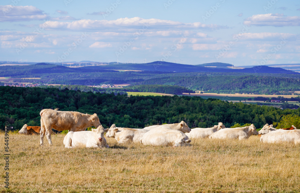 Obraz premium Grazing cattle in the Dörnberg nature reserve. Landscape near Kassel. 